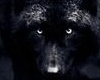 black wolf sticker