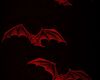Vampire Bats  Picture