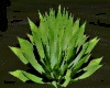 Agave Succulent Plant