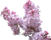 Pink Lilacs