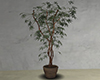M* Japan Plant