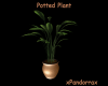 Potted Plant