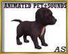 `Pitbull Puppy /Pets