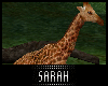 4K .:Baby Giraffe:.