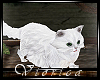 [V]Persian Snowy Cat