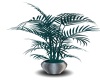 (Asli)Plant