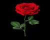 EN Rose Tattoo