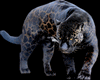 (TSH)PANTHER PICTURE