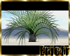 [Efr] Desert Plant 1