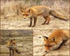 foxseat (1p)