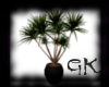 (GK) Potted Palm