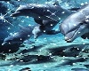 Room con delfini