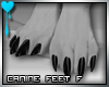 D~Canine Feet:Black F