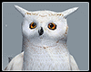 IGI Owl Furniture