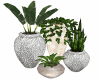 BaN-Plant Grouping