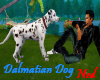 (!Ned)Dalmatian Dog