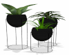 Plant Set