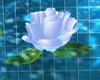 Dreamy Floating Roses
