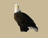 ! Eagle Sticker