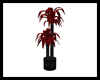 Club Red Potted Palm