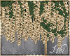 -Ith- Gold Wysteria