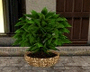 Heavens Potted Plant