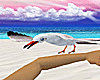 Pacific Animated Seagull