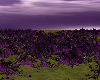 Field Of Purple
