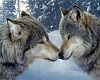 ~LD~ Wolf Kiss