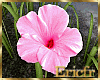 [Efr] Garden Flowers 6