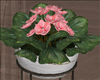 Glam  Elegant Plant
