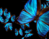 Blue Butterfly effect