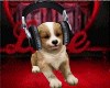 DJ Pup (PET)