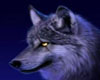 ! Purple Wolf Picture !