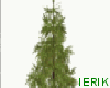 Real Christmas Tree
