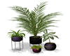 4 potted plants