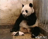 sneezing panda