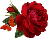 Red Glistening Rose