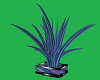 Ani PurpleTeal plant