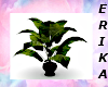 pr plant