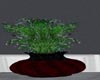Red Black Vase w Plant