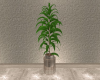 xN! Zoara Plant
