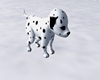 Dalmatian Puppy anim.W/S