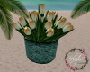 B| Jade Beach Tulips