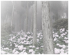 forest♡‧₊