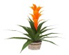 Tropical Orange Plant