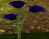 Black-Blue Rose