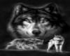 wolf pic 1