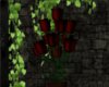 [IRI] Dark Red Rose