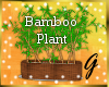 G- Bamboo Plants